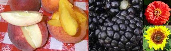 peach black flower